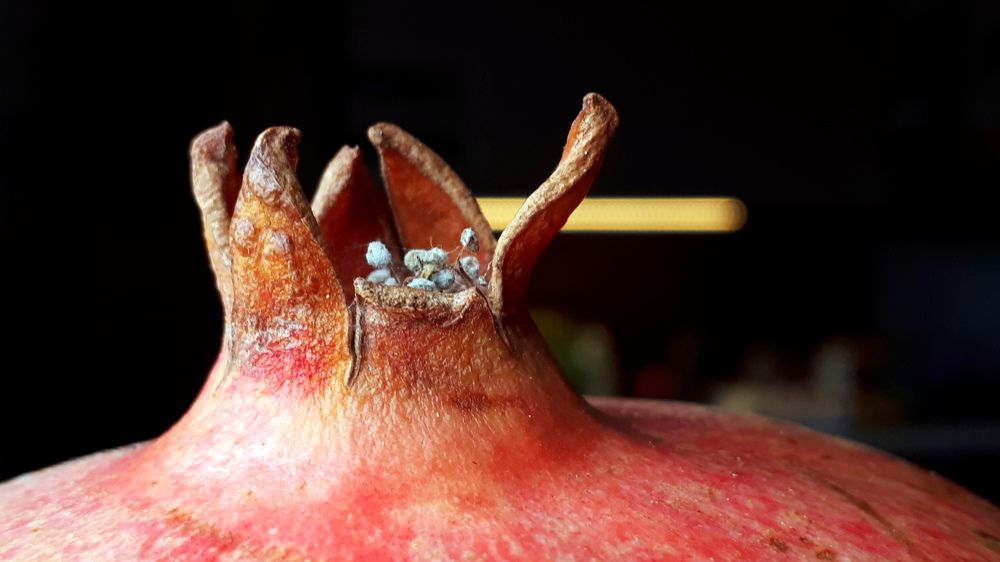 Pommegranat's bottom up...