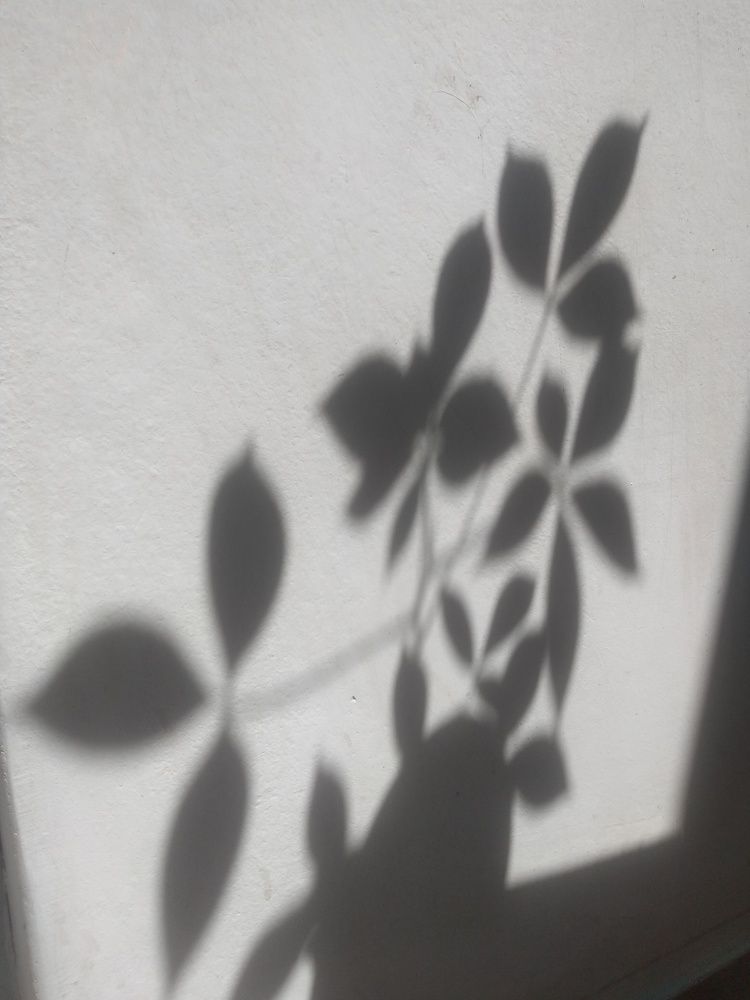 Photograph by Gonzalo Jorge Eduardo MARÓN