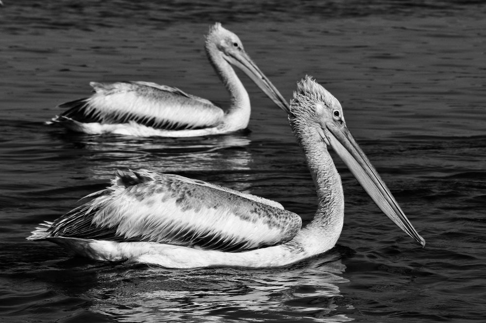 Pelican bird