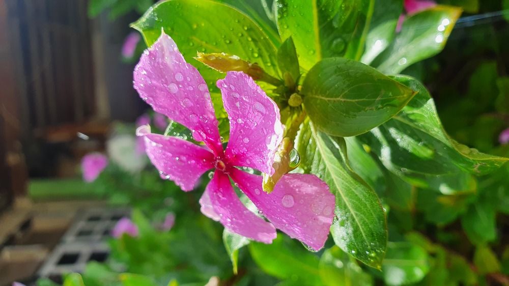 Photograph by Jeannette Beaumont