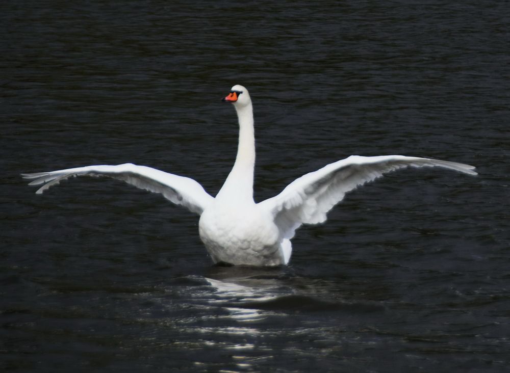 Photograph by Galina Leskova