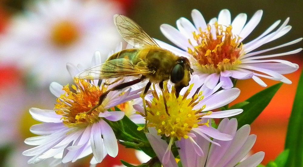 Bee