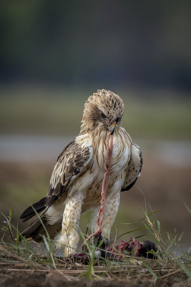 Photograph by k Ravi Reju