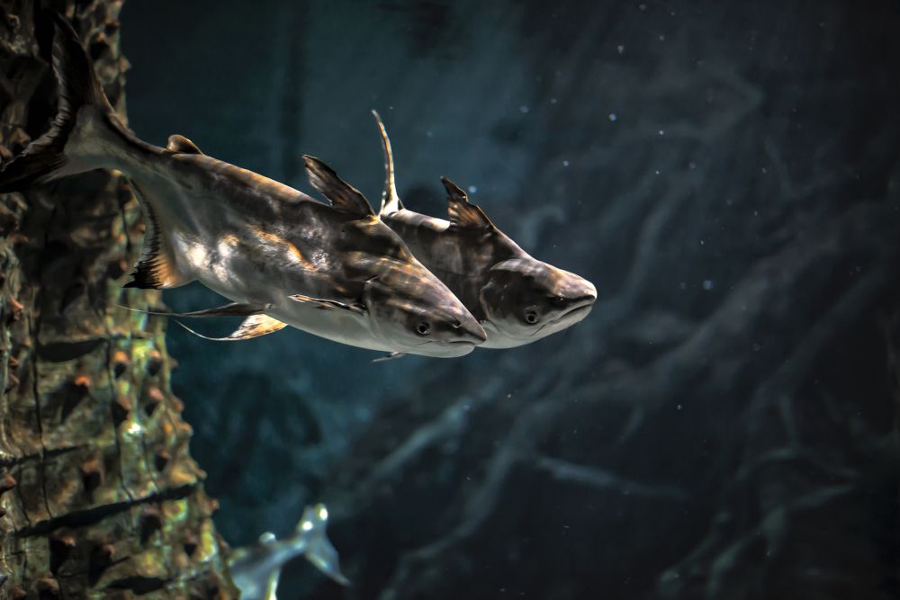 A couple of pangasius