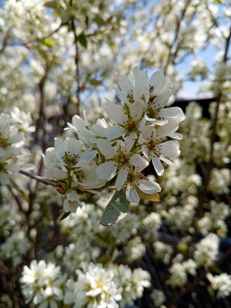 Photograph by Юлия Пракопчик