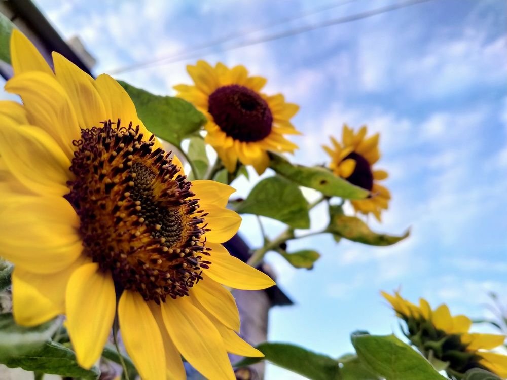 Sunflower and sunrise