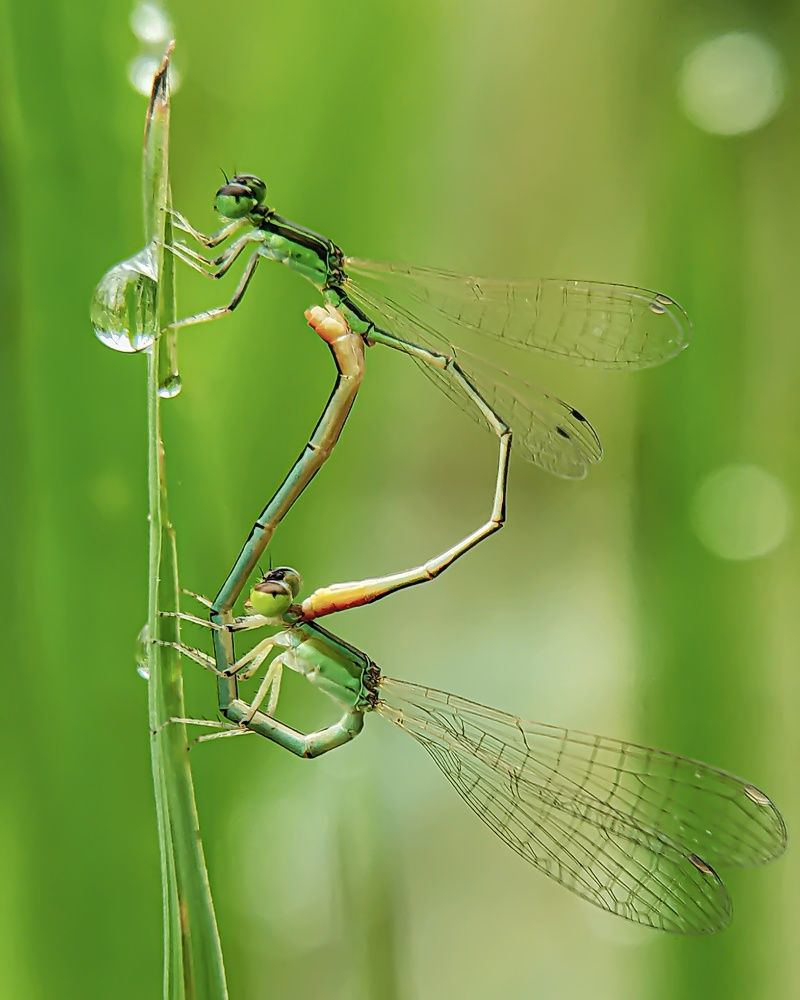 Фотография автора ISLAM SK RIYAJUL