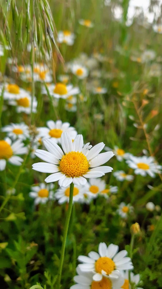 Photograph by Аліса Чарівна