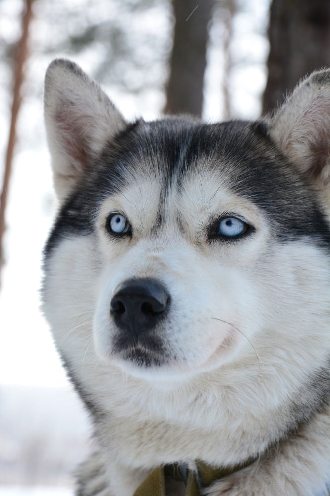 Photograph by Сергей Кривоносов