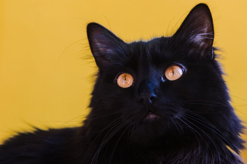 Фотография автора Андрей Серый