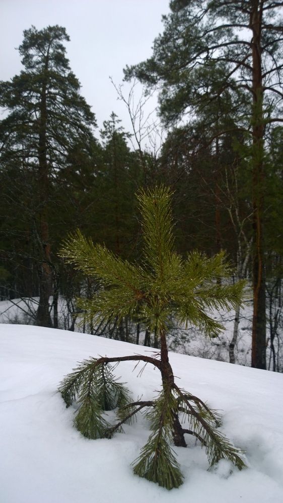 Борский лес