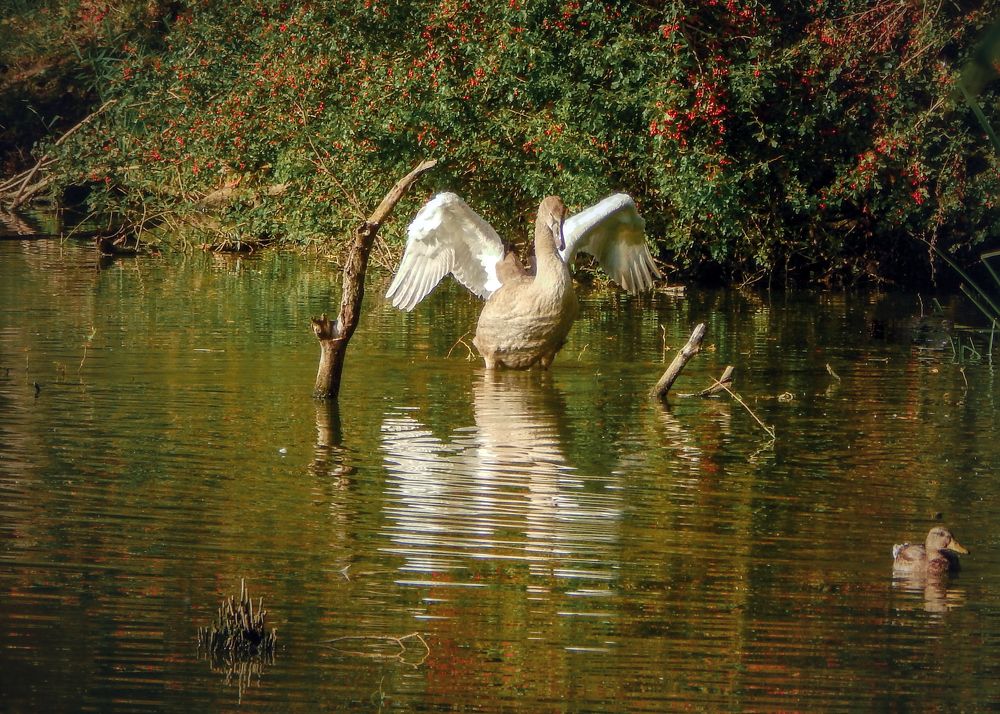 Young swan on the lake