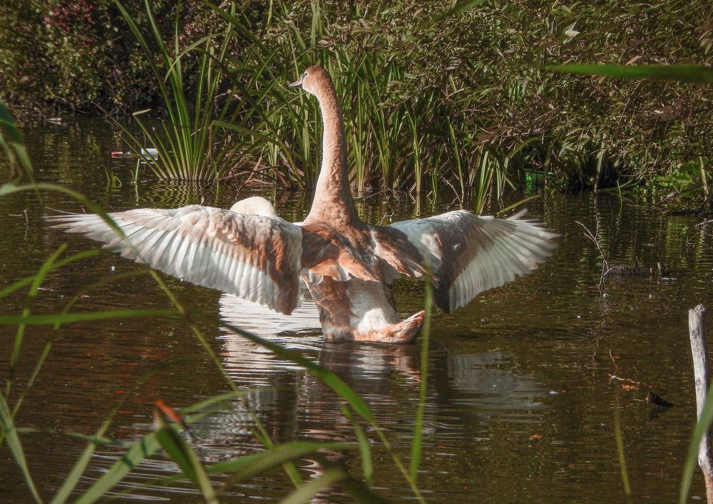 The sweep of a young swan. Взмах молодого лебедя.