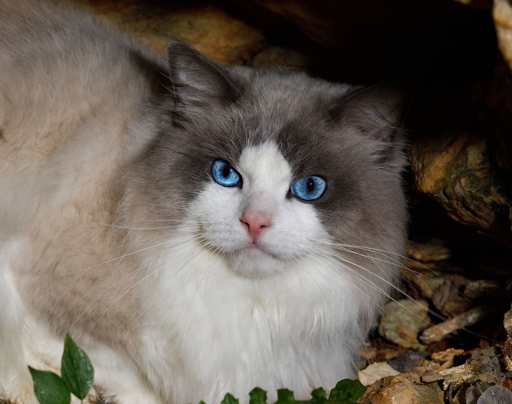ragdoll eyes