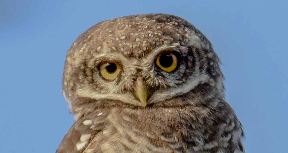 KILLER LOOK - SPOTTED OWLET