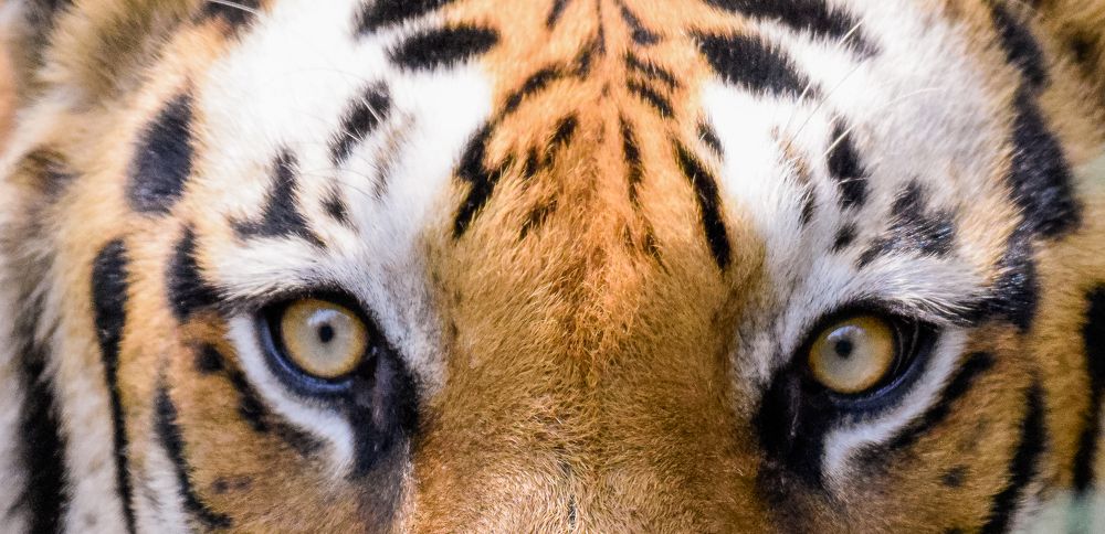 Amber -  BIG WILD CAT (TIGER)