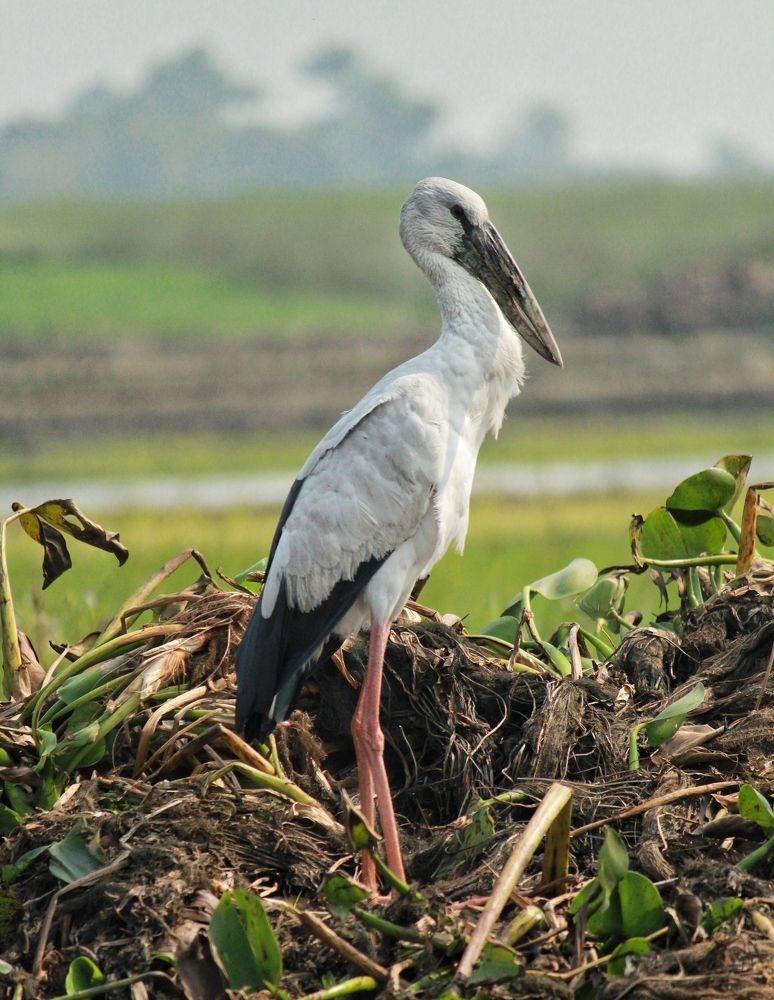 Photograph by Diganto Ghosh