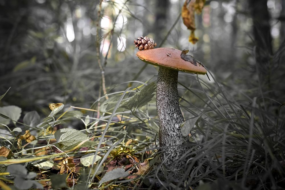 -Очарование осени...