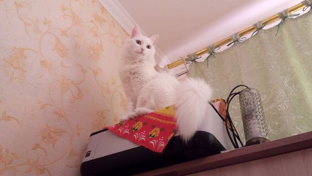 Белочка! Чем выше тем приятнее.