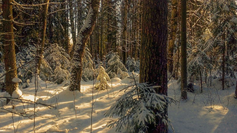 Photograph by Надежда Колеватова