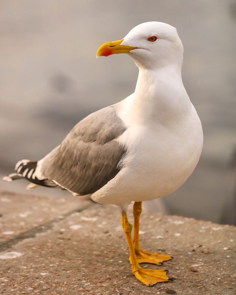 Photograph by Елена Ковалева