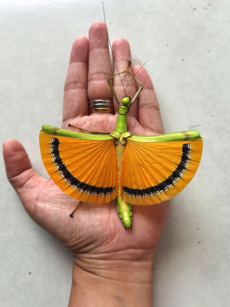 Umbrella stick insect showing off her beautiful wing