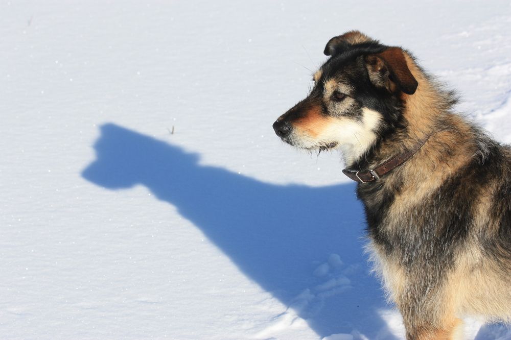 Глаша и её солнечная тень