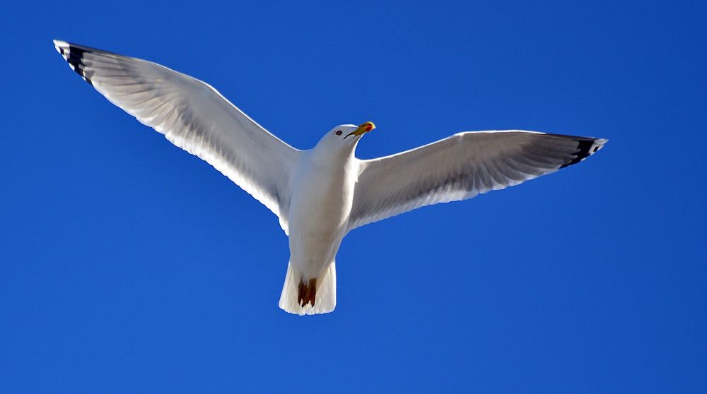 Фотография автора Антип