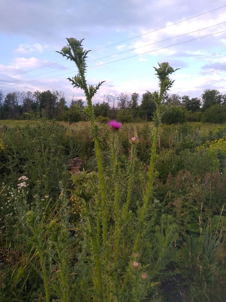 Фотография автора Елена Кобелева