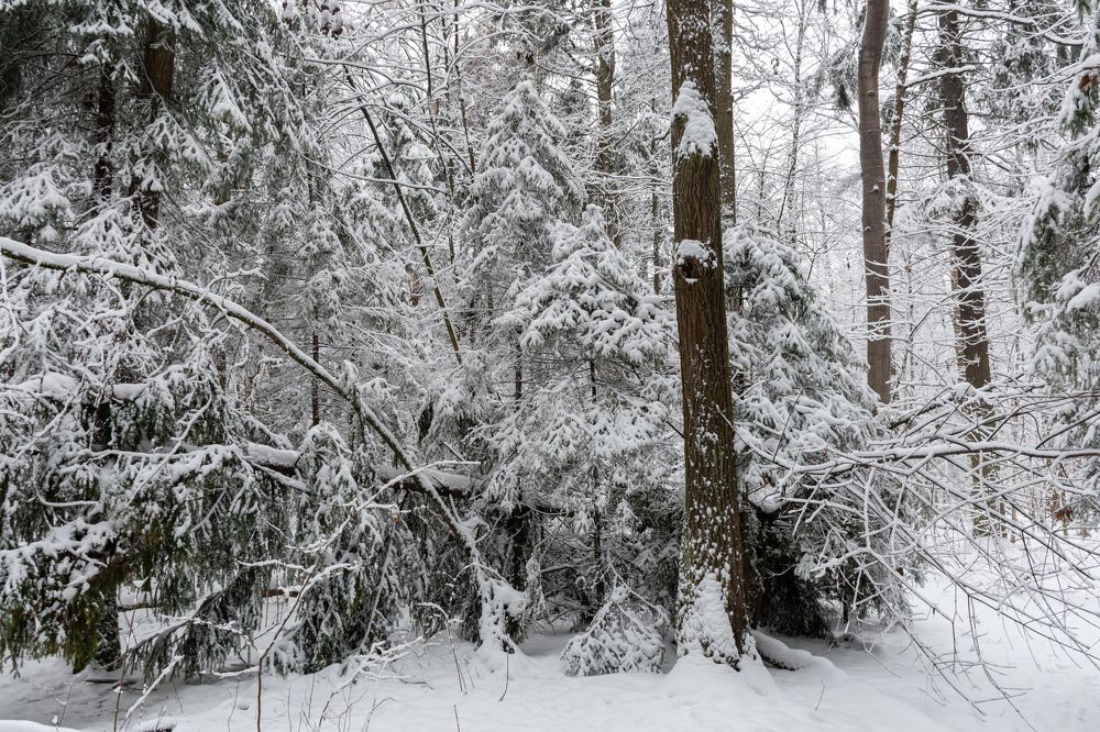 Photograph by Валерий Петухов
