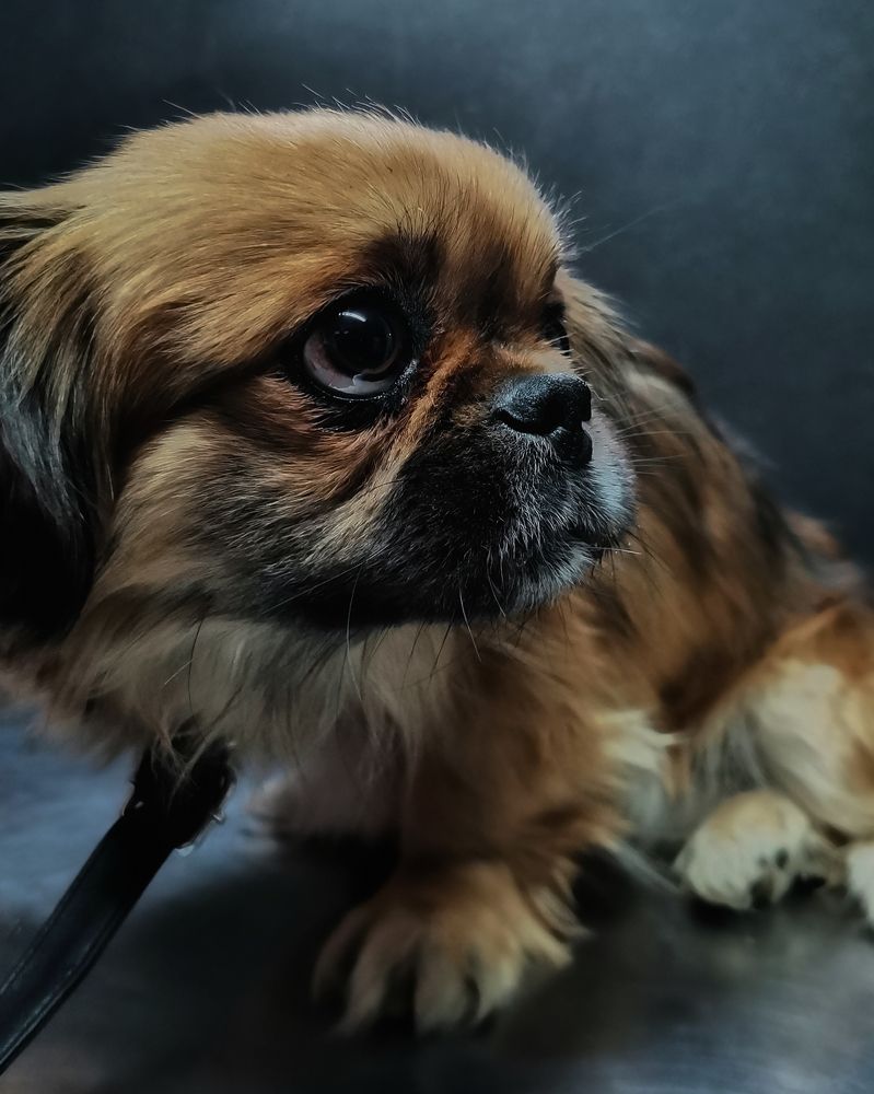 На приеме у ветеринара...