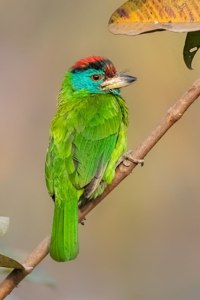 Photograph by Soumendu Das