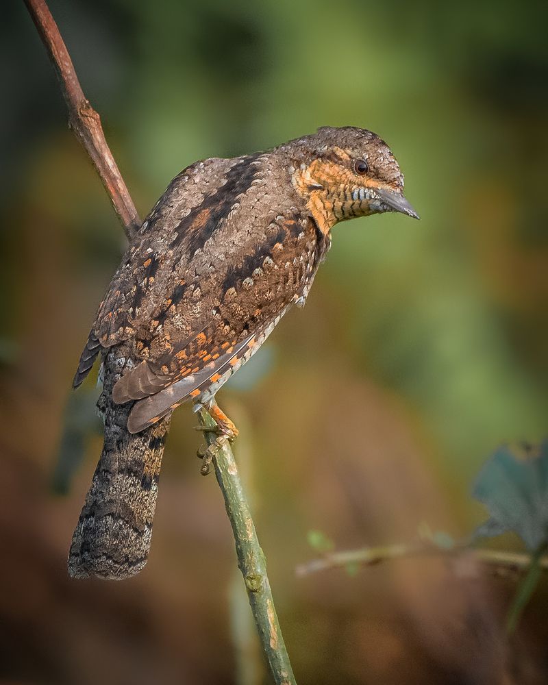 Photograph by Soumendu Das