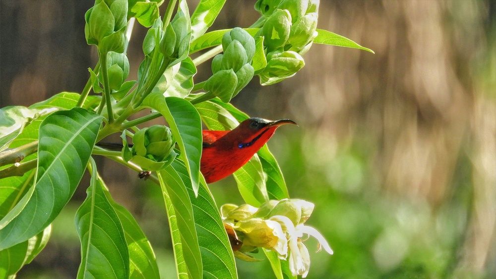 Photograph by Purbaayan Das