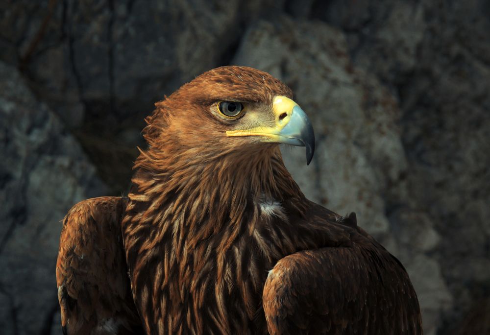 Photograph by AlexSa