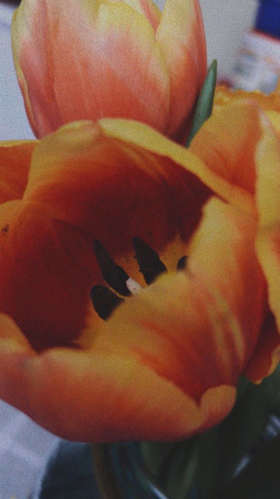 8 мартовские тюльпаны