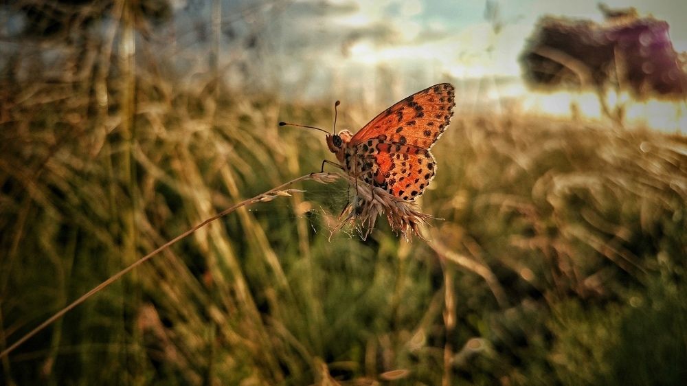 Photograph by Роман Красношапка
