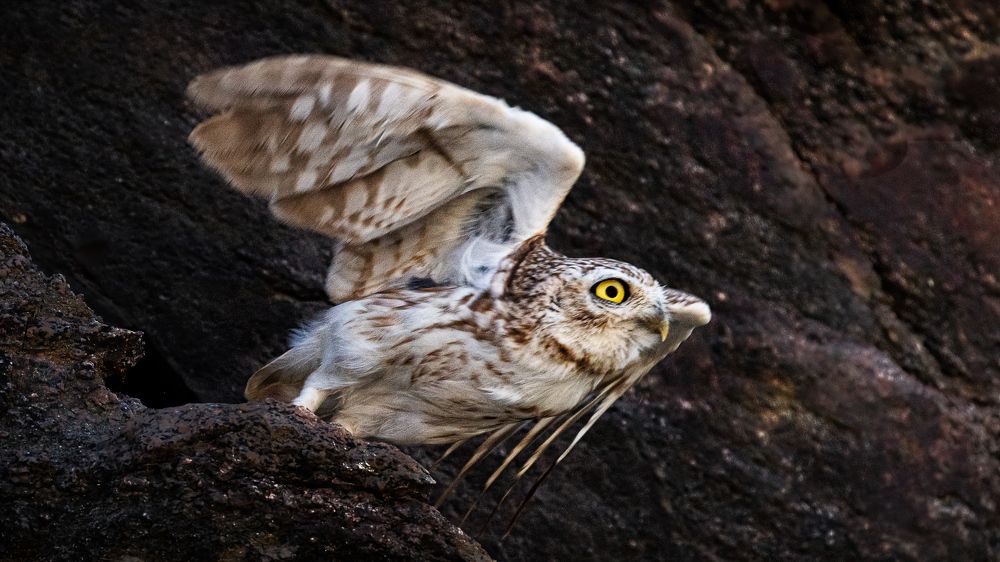 Photograph by Maitham Al Lawati