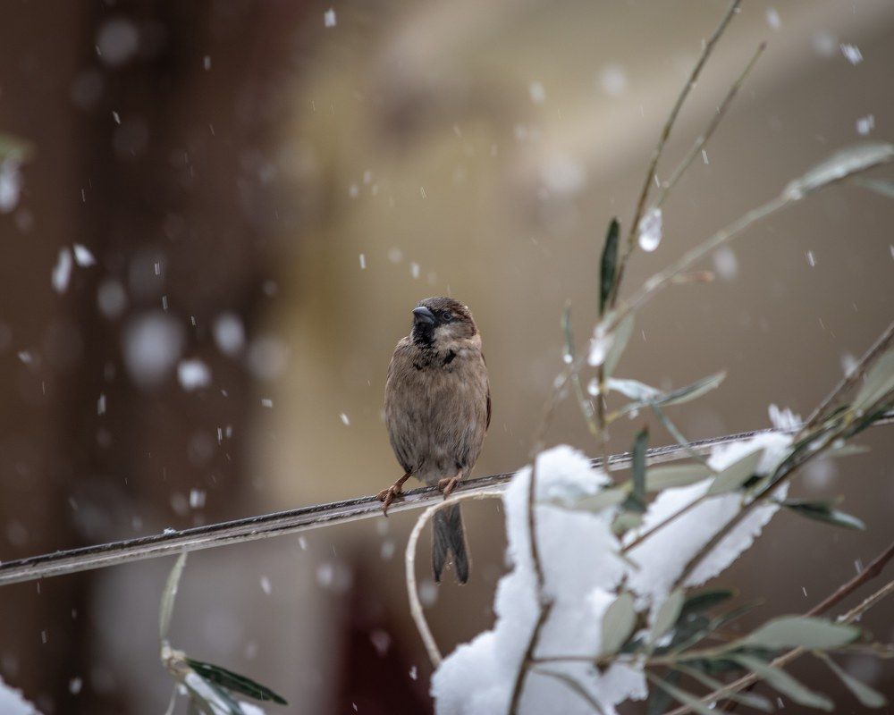 Photograph by saman al sulivany