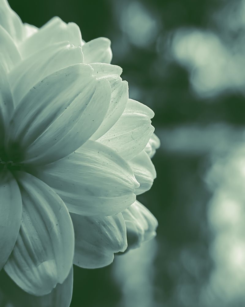 Photograph by Sai Kandula