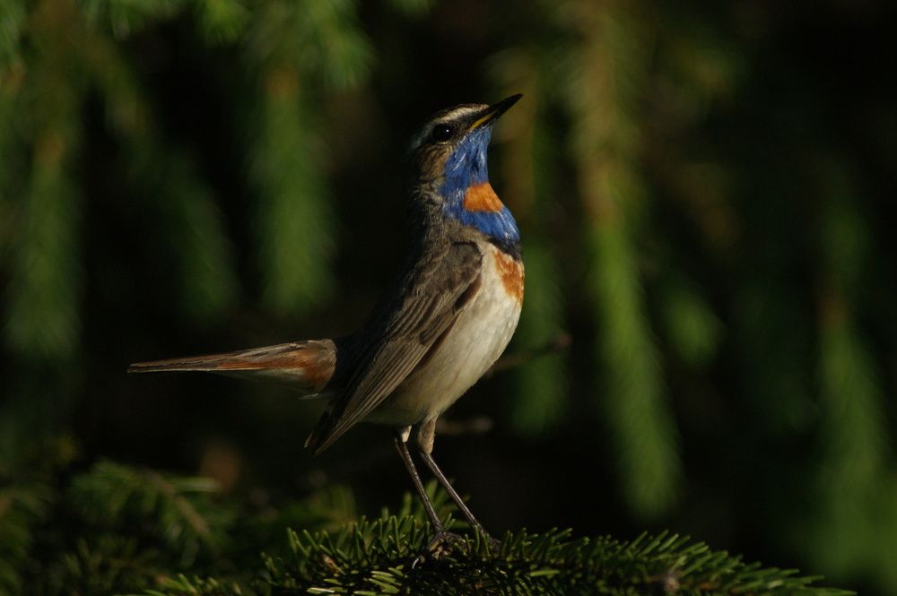 Фотография автора Светлана Ларина