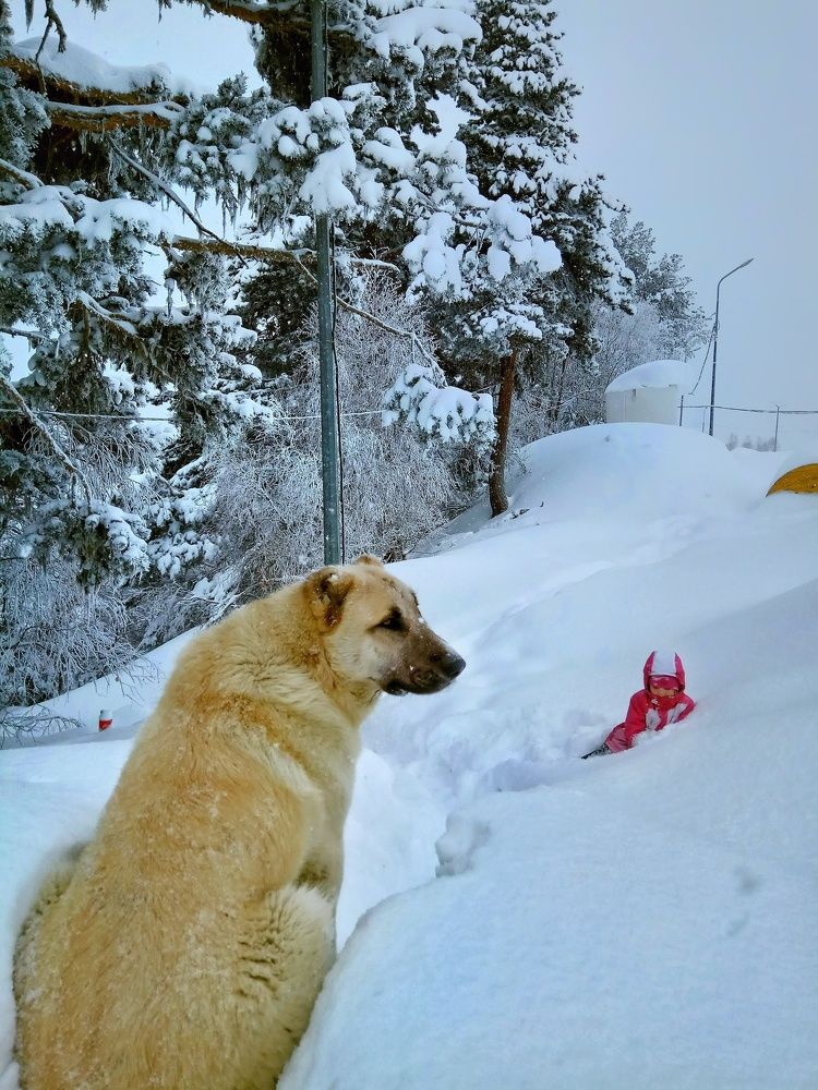 Photograph by Алла Холодова