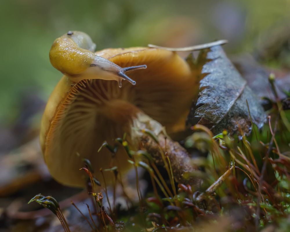 Photograph by Николай Андреев