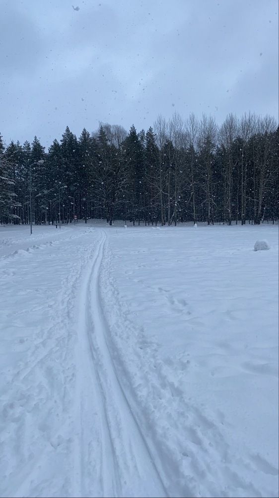 SKIING IN THE WOODS