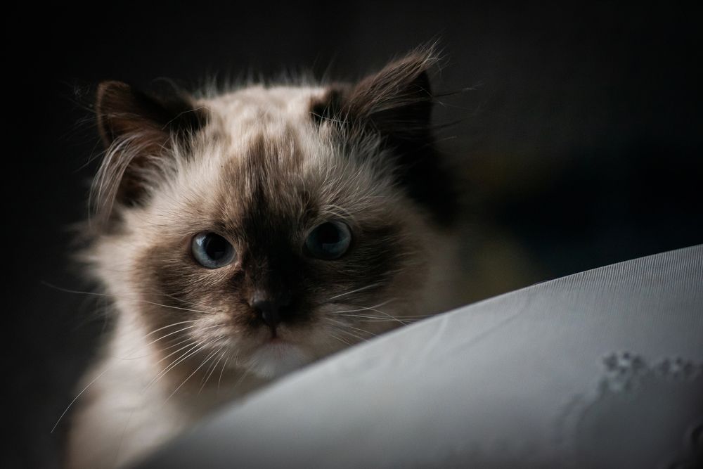 Photograph by Даркина Дарья