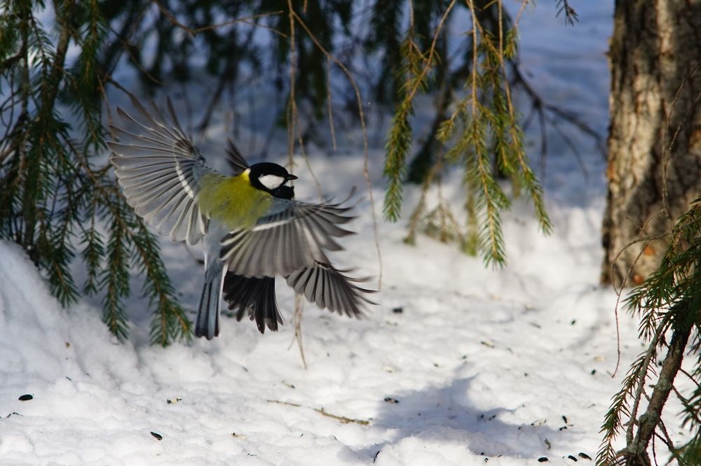 Весенний танец в стиле вальса.