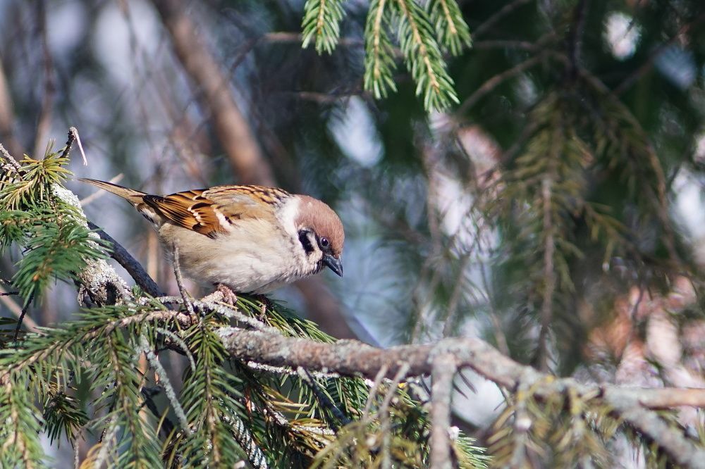 Photograph by Александр Кизим