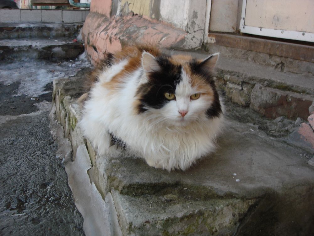 Мартовский кот