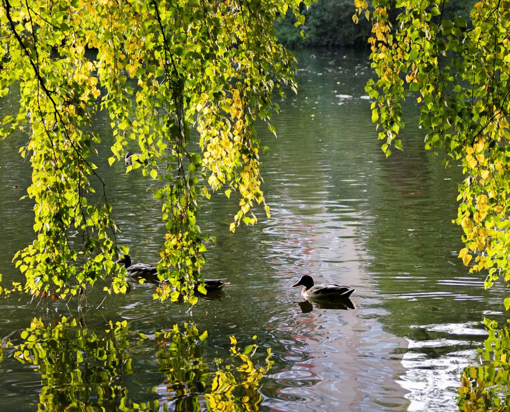 Photograph by Лариса Нечитайло