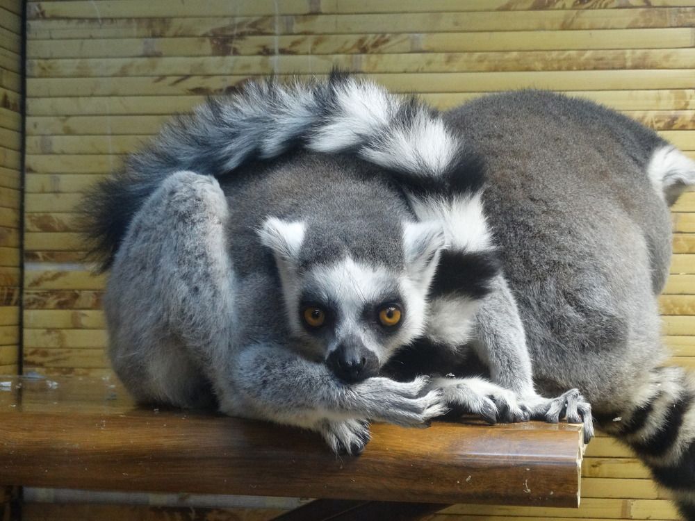 Кошачий лемур